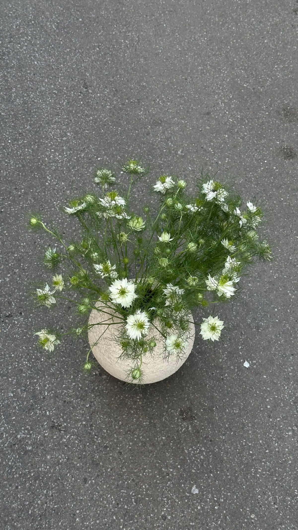 Нигелла