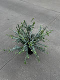 Эвкалипт большой