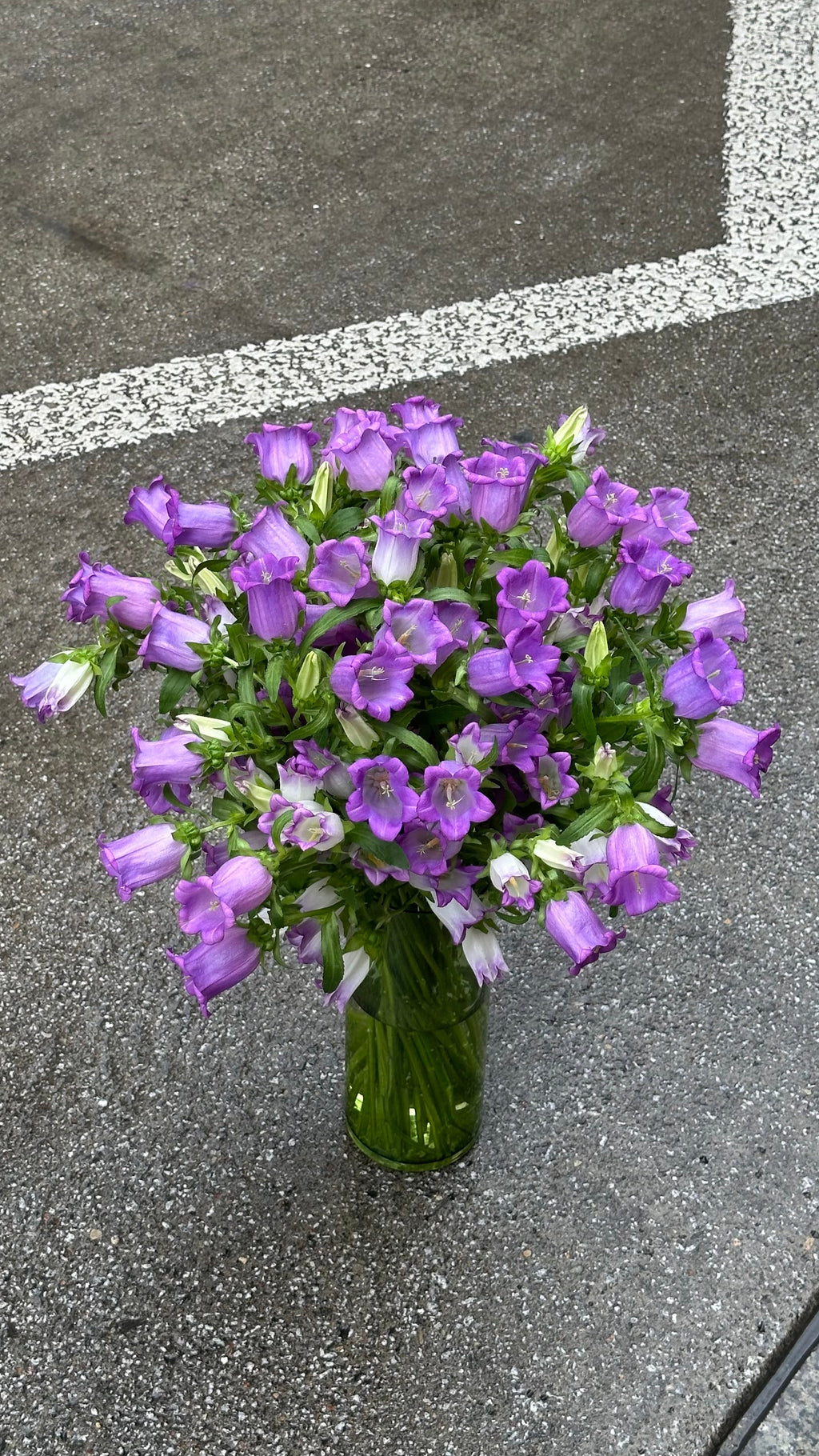 Кампанула