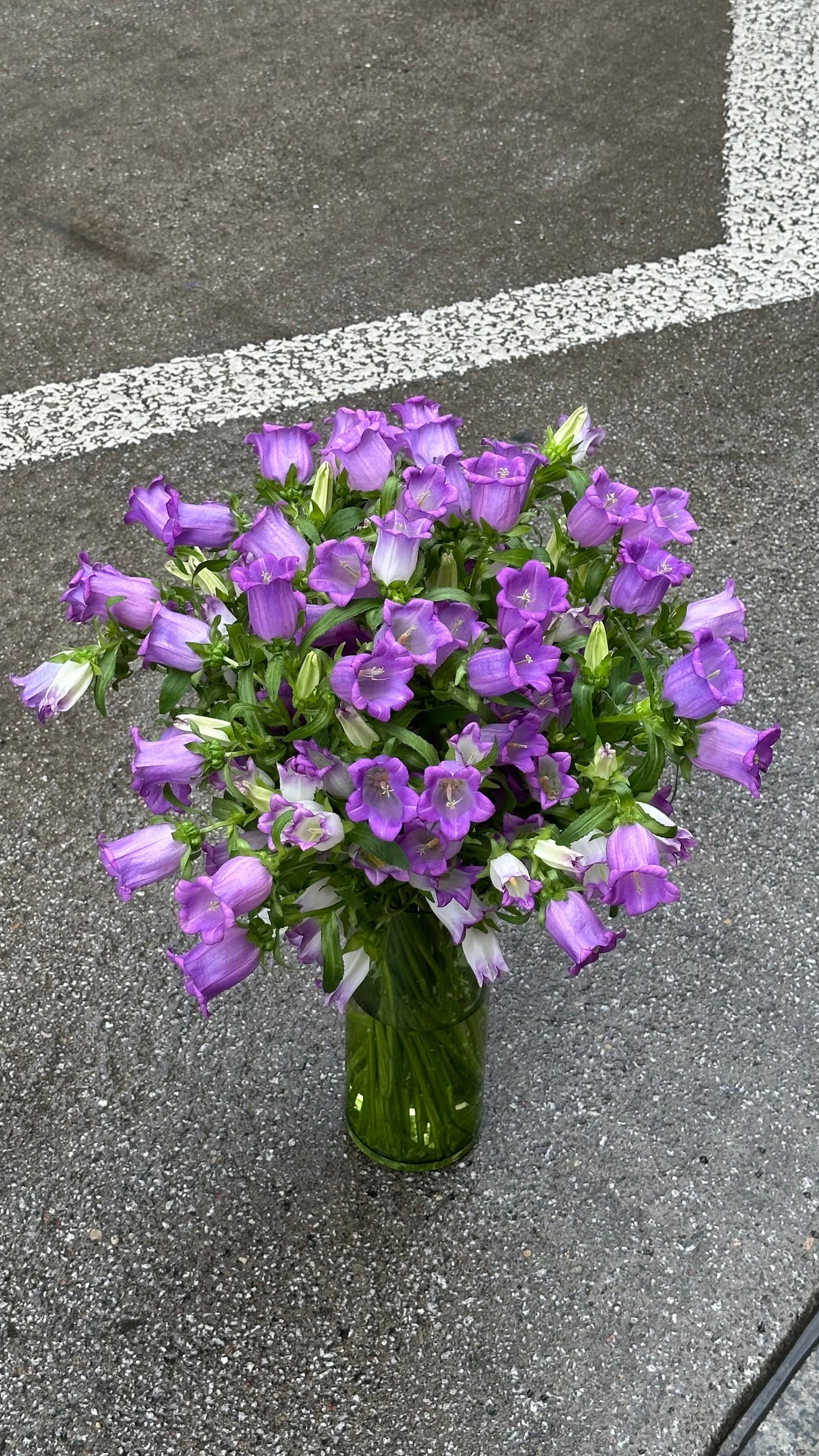 Кампанула
