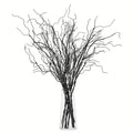 Ветки Salix